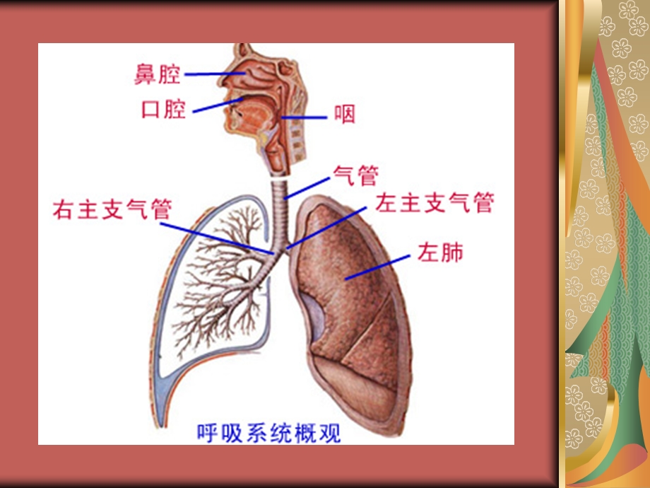 慢性阻塞性肺病健康宣教.ppt_第3页