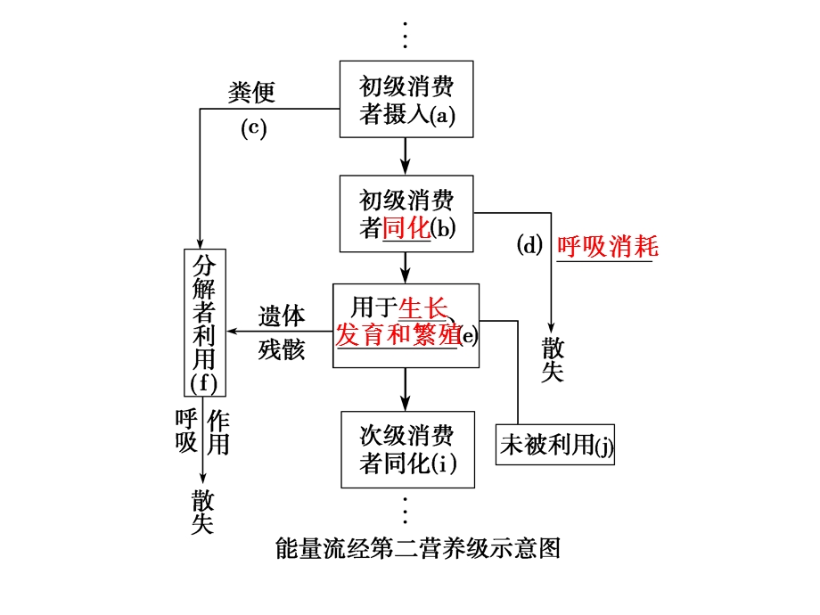 生态系统的能量流动复习一轮.ppt_第3页