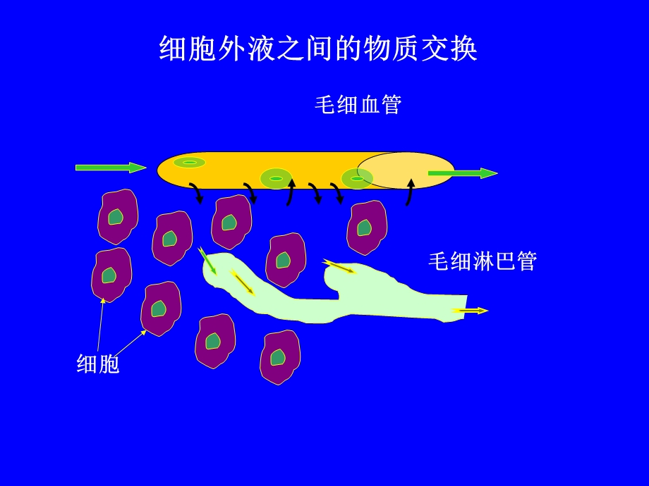 《人体解剖生理学》第五章血液生理.ppt_第3页