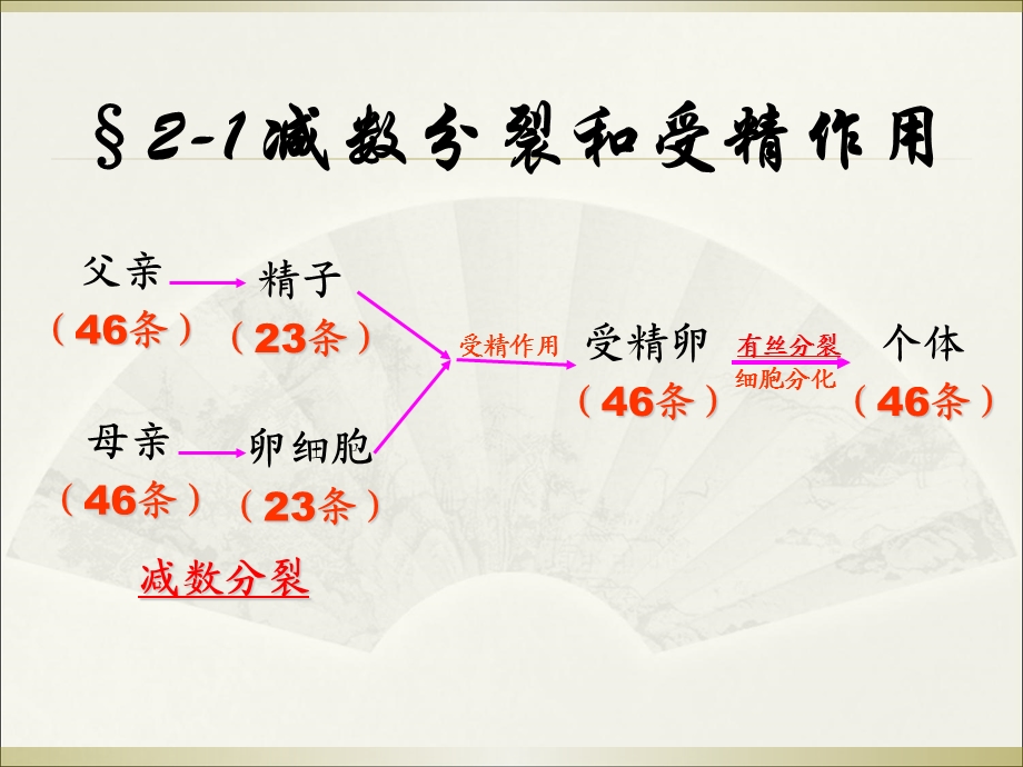 《减数分裂和受精作用》课件ppt.ppt_第2页