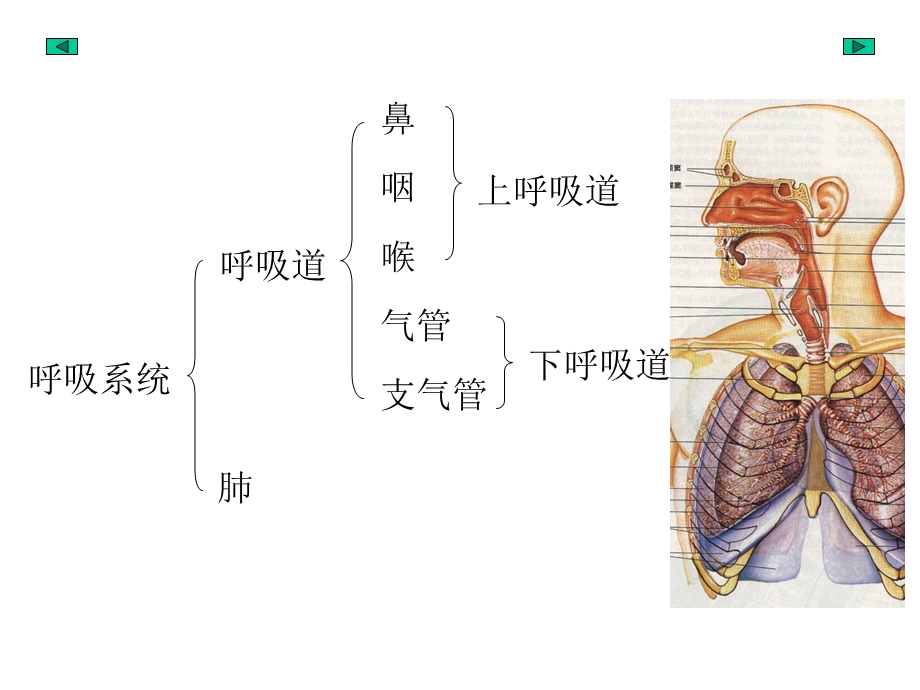 《呼吸泌尿系统》课件.ppt_第2页