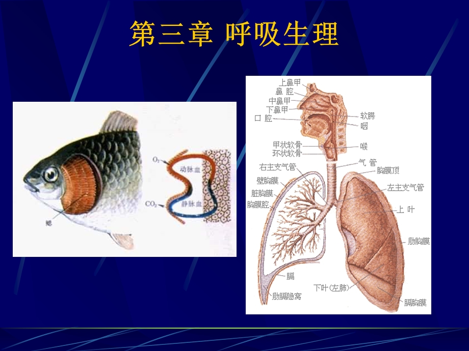 鱼类生理学呼吸生理.ppt_第1页