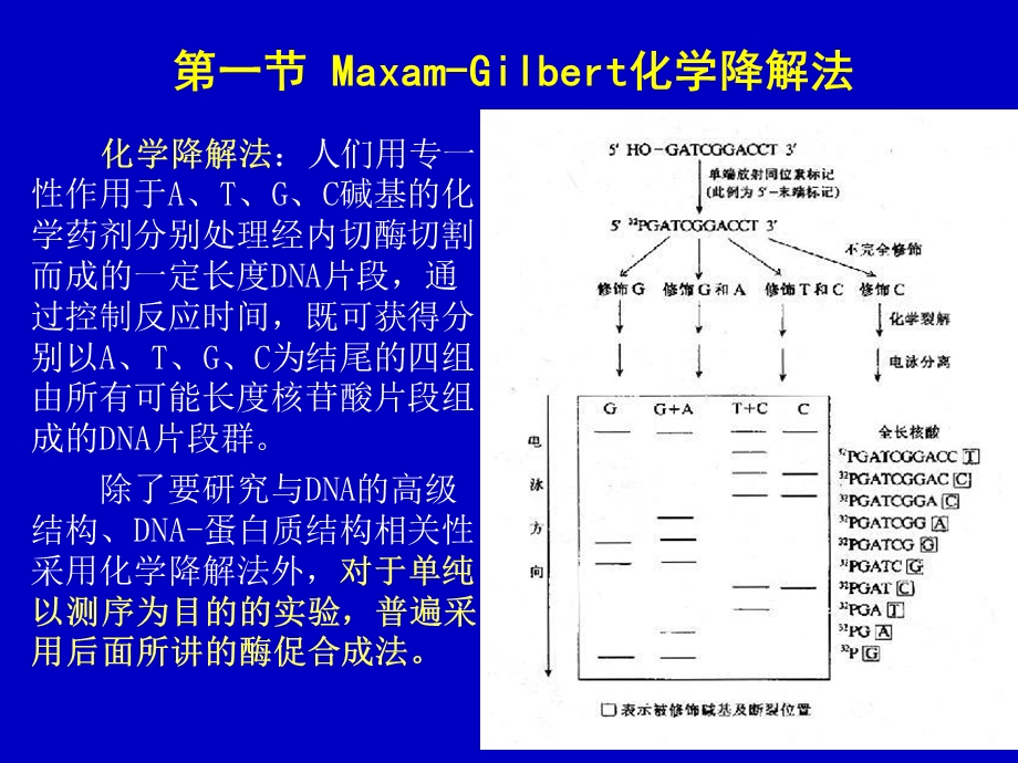 《DNA序列分析》课件.ppt_第2页