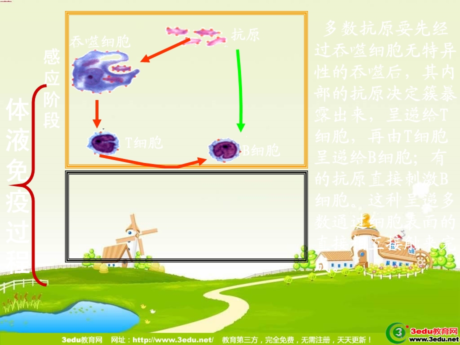 高二生物细胞免和疫体液免疫.ppt_第3页