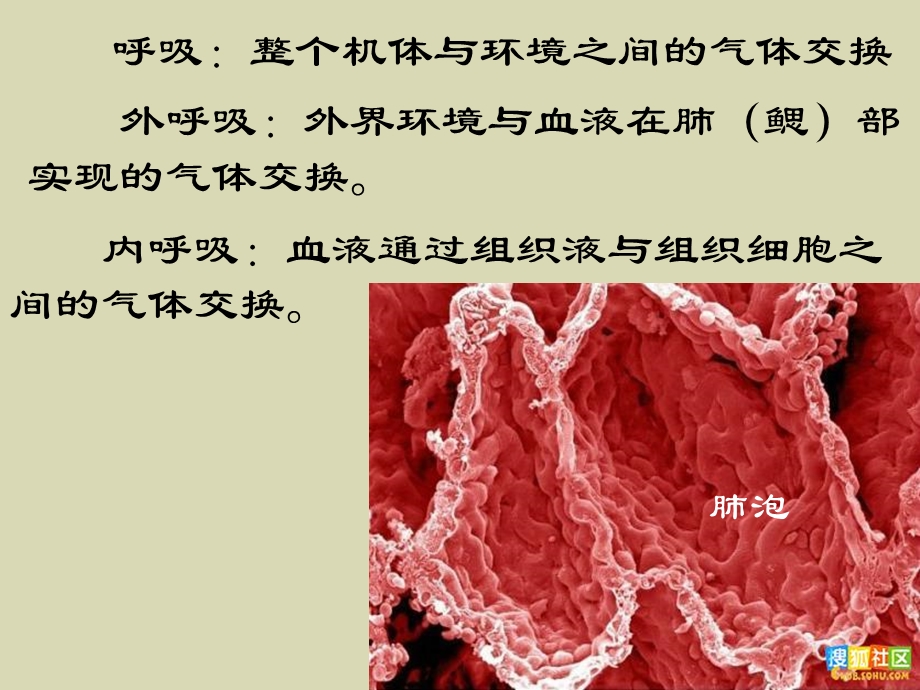 《动物生理学》第四章呼吸.ppt_第2页