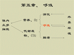 《动物生理学》第四章呼吸.ppt