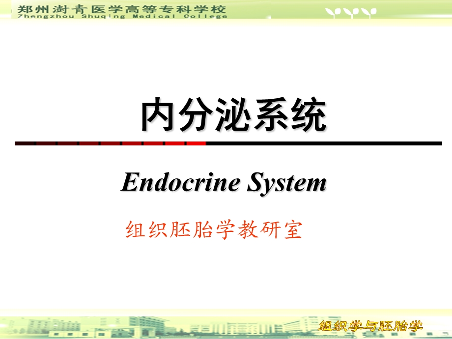 第八章 内分泌系统 ppt课件.ppt_第1页