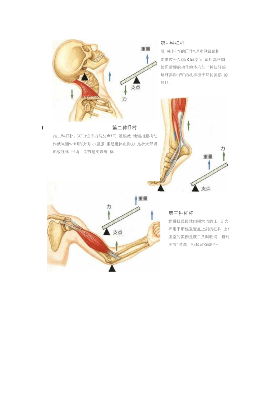 人身体上的杠杆.docx_第3页