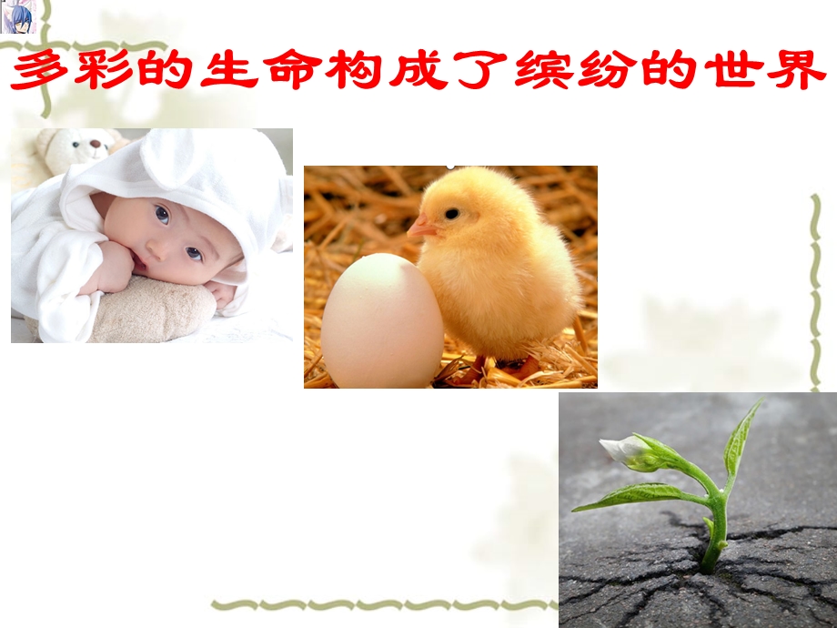 “生命教育”主题班会ppt.ppt_第2页