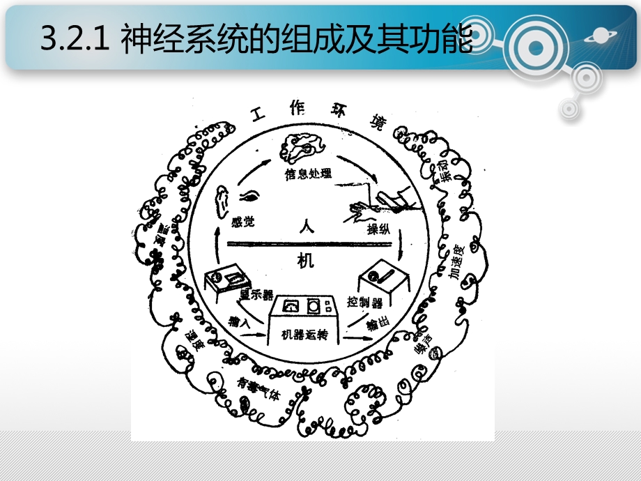 安全人机工程学-3.2人的生理特征.ppt_第3页