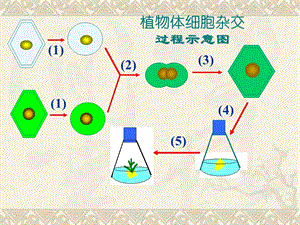 《动物细胞融合与单克隆抗体》课件(新人教版选修3).ppt