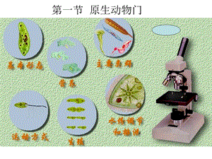 《原生动物门》课件.ppt