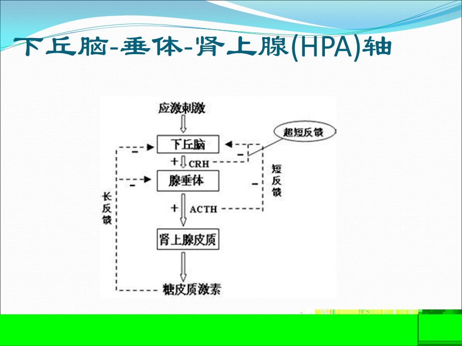 icu常见内分泌系统疾病 ppt课件.ppt_第2页