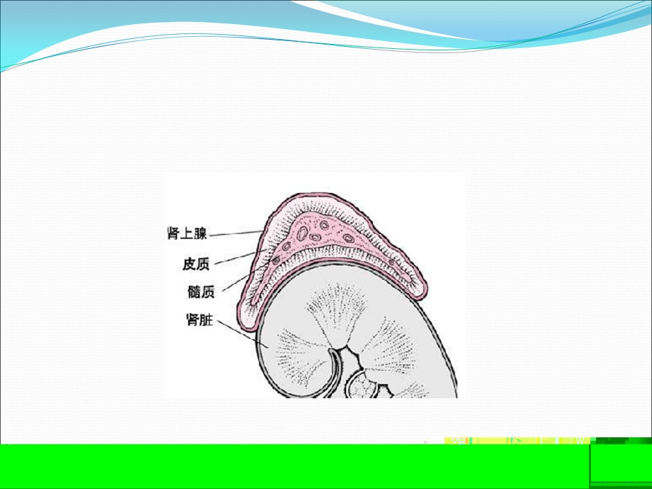 icu常见内分泌系统疾病 ppt课件.ppt_第3页