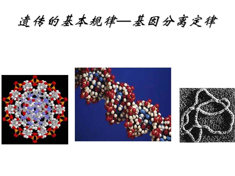 高二生物孟德尔的豌豆杂交实验.ppt_第2页