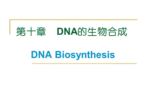 《DNA的生物合成》课件.ppt