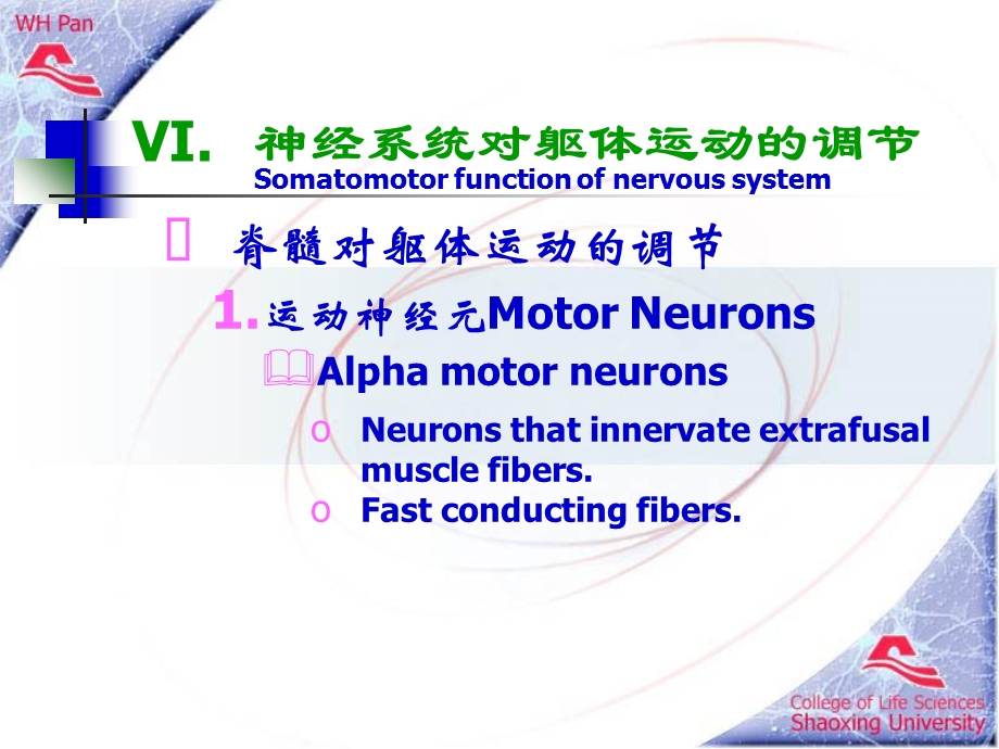 神经系统对躯体运动的调节.ppt_第1页