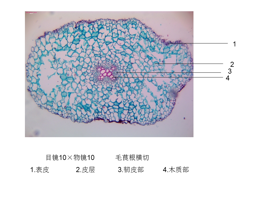 潘晓军《药用植物学》实验.ppt_第1页