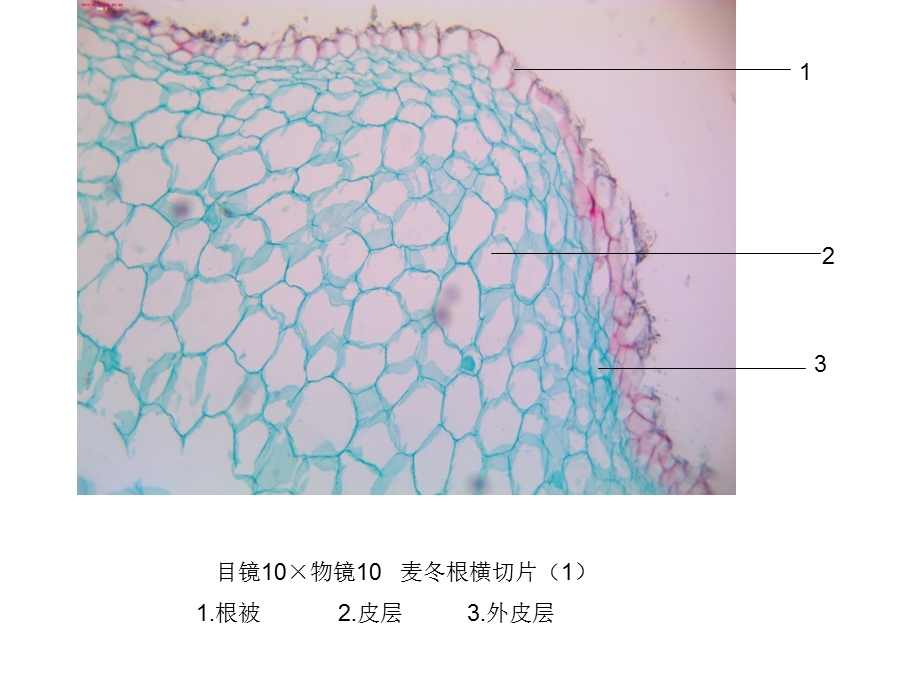 潘晓军《药用植物学》实验.ppt_第3页