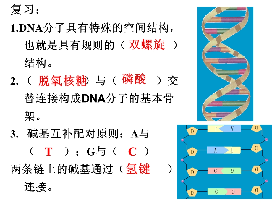 《DNA的复制》课件.ppt_第2页