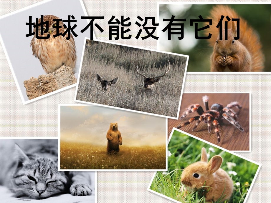 《保护动物》PPT.ppt_第2页