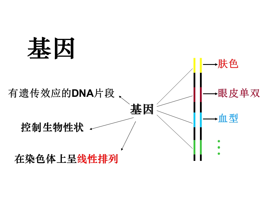 高一生物必修第四章第节基因指导蛋白质的合成.ppt_第2页