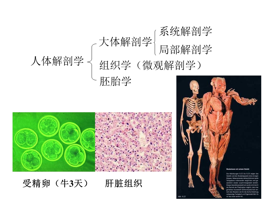 《人体解剖生理学》第一章总论.ppt_第3页