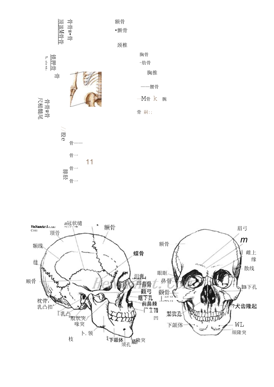 人体骨骼形象记忆.docx_第3页