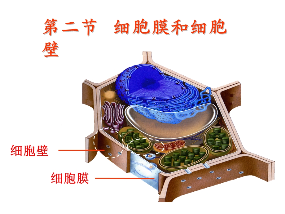 生物必修一第二章第二节细胞膜和细胞壁.ppt_第1页