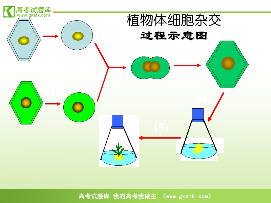 《动物细胞融合与单克隆抗体》课件7(新人教版必修3).ppt_第1页