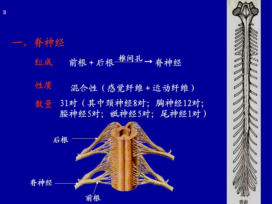 《周围神经系统》课件.ppt_第3页