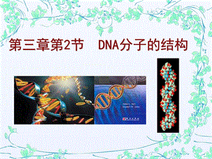 《DNA的分子结构》课件.ppt