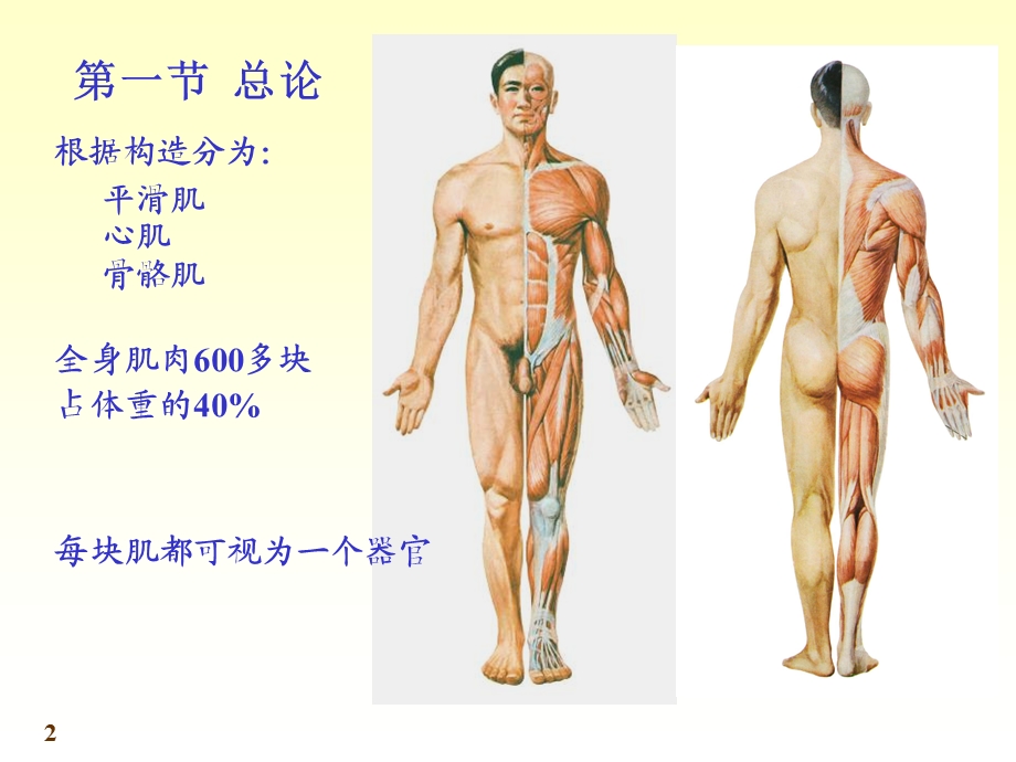 《人体解剖学》运动系统-骨骼肌.ppt_第2页