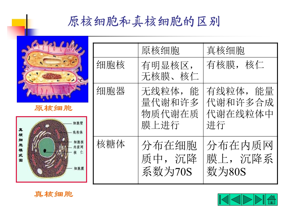 《原核微生物》课件.ppt_第2页