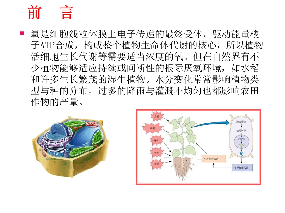 高等植物厌氧适应的生理及分子机制.ppt_第2页