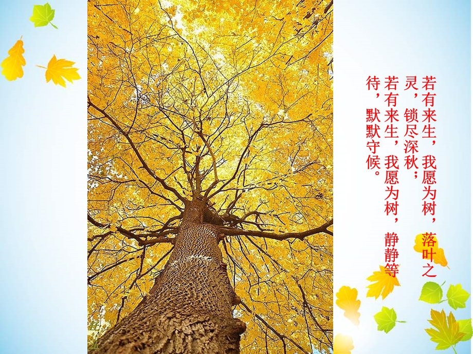 树的存在生命的意义.ppt_第2页