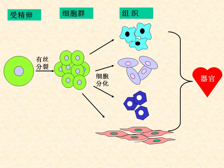 高一生物细胞的分化癌变和衰老.ppt_第2页