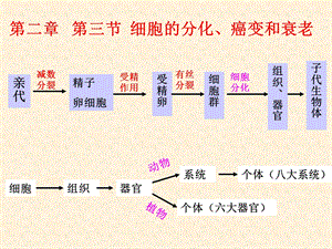 高一生物细胞的分化癌变和衰老.ppt