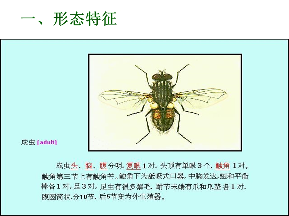 《制节肢动物》课件.ppt_第3页