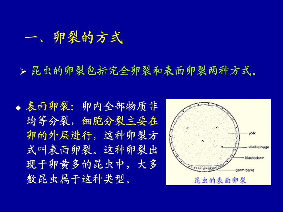 第十一部分昆虫的胚胎发育名师编辑PPT课件.ppt_第3页