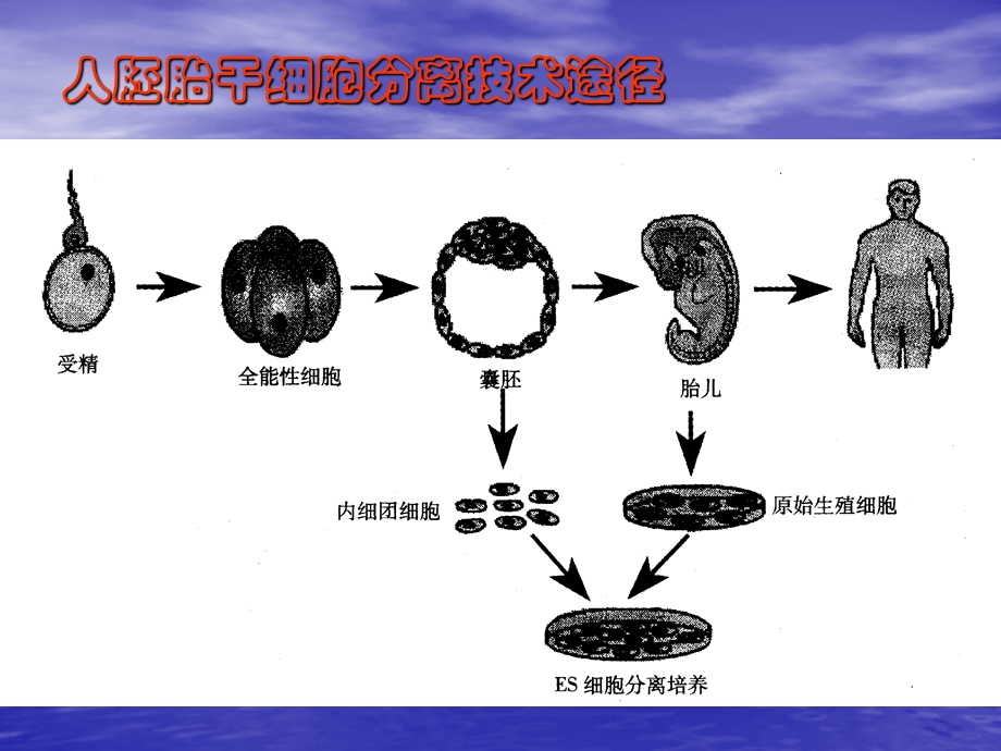 第六节动物胚胎干细胞的分离培养技术EmbryonicStemcells名师编辑PPT课件.ppt_第3页