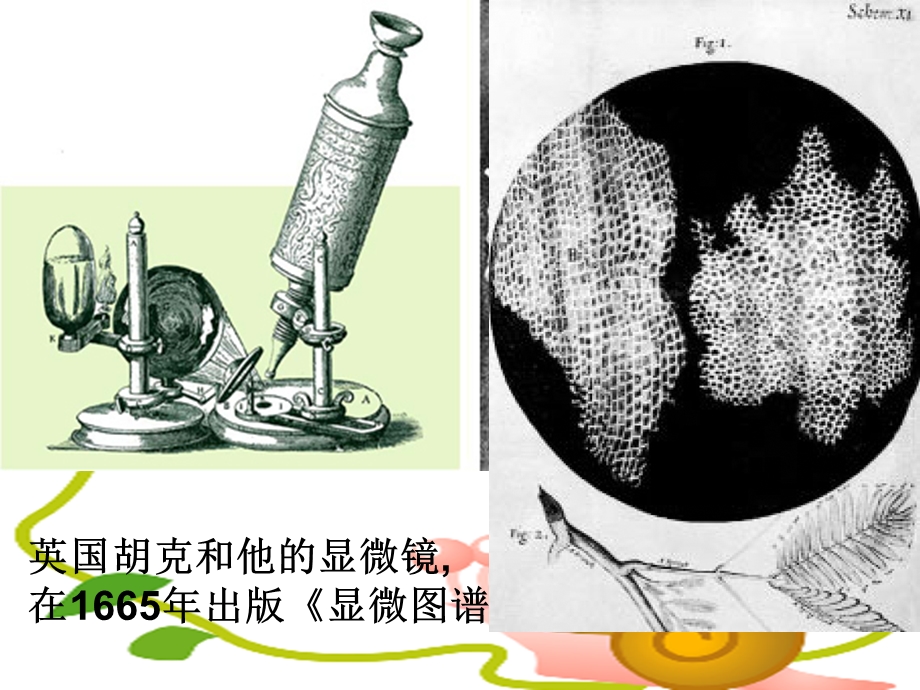 七年级生物上册-练习使用显微镜-课件.ppt_第3页