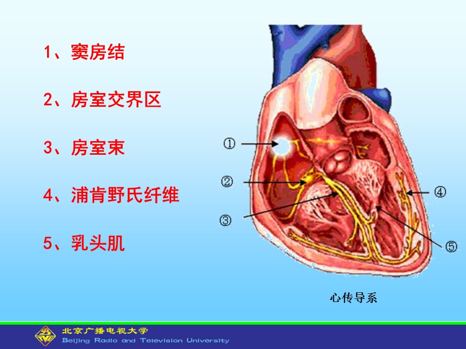 人体解剖学与组织胚胎学型考第5次形考作业文档资料.ppt_第1页