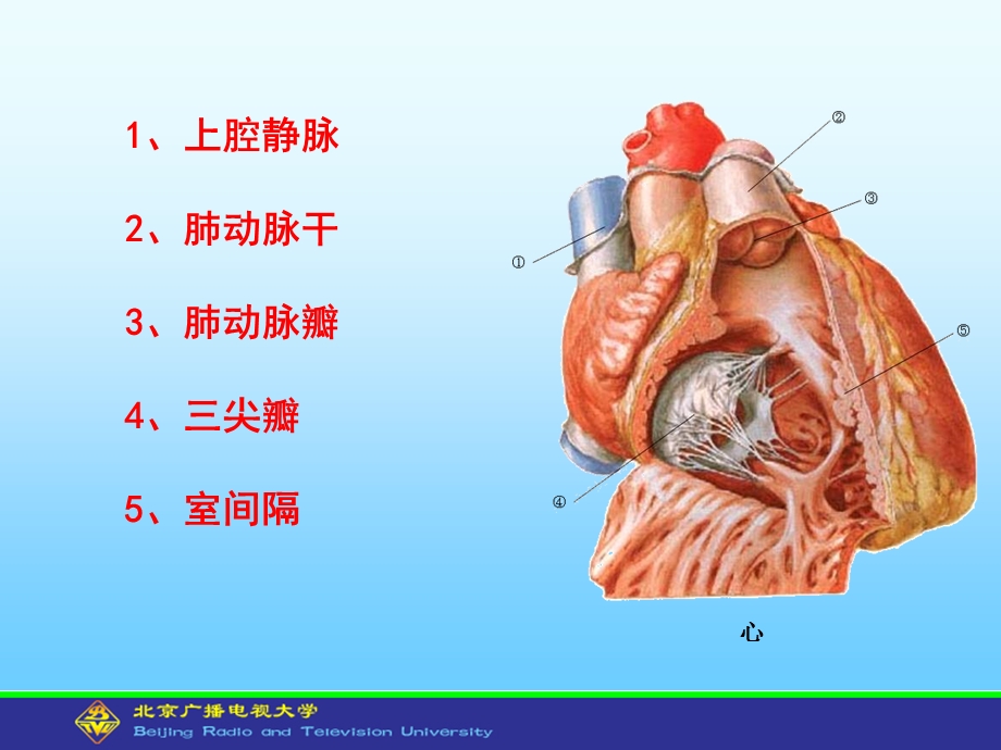 人体解剖学与组织胚胎学型考第5次形考作业文档资料.ppt_第3页