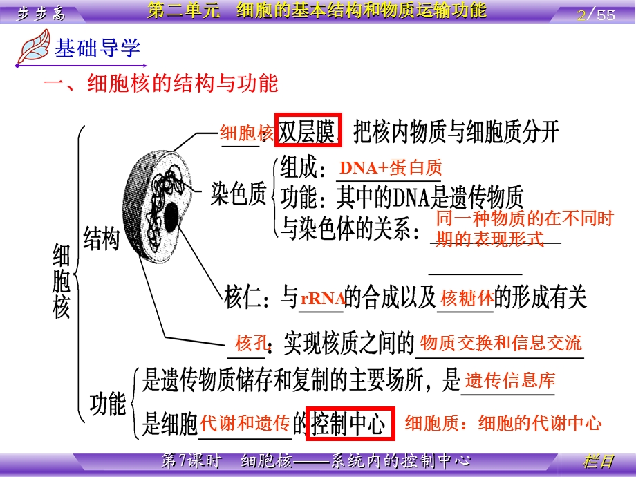 最新：D元 第7课时 细胞核文档资料.ppt_第2页