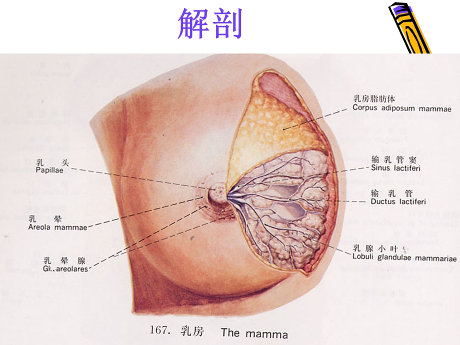 乳房解剖PPT课件PPT文档.ppt_第1页