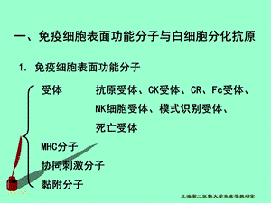 医学免疫学白细胞分化抗原与粘化分子文档资料.ppt