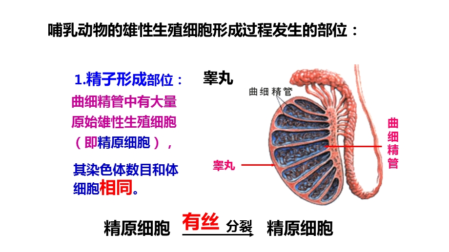 一轮复习减数分裂和受精作用.ppt_第2页