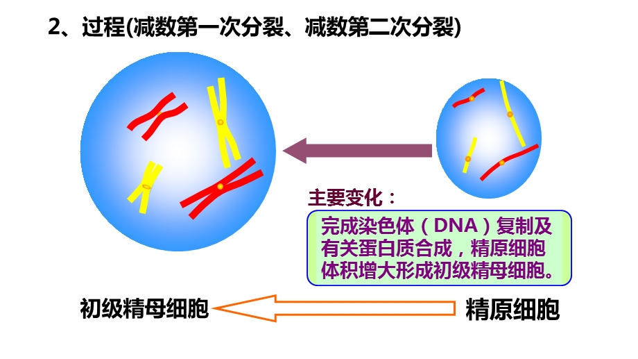 一轮复习减数分裂和受精作用.ppt_第3页