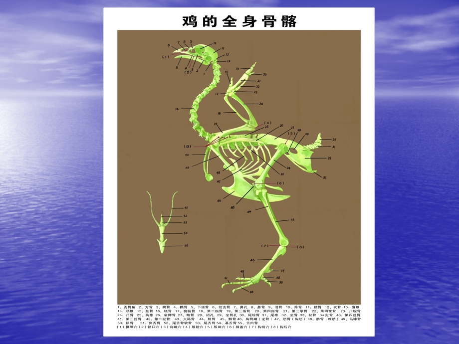 动物解剖生理——家禽篇ppt课件文档资料.ppt_第3页